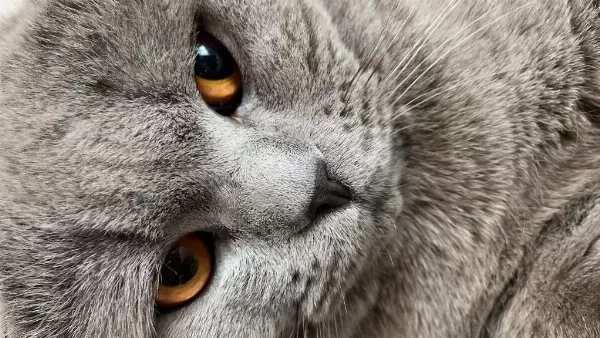 Scottish Fold Kısır Tüm Aşıları Tam Ücretsiz