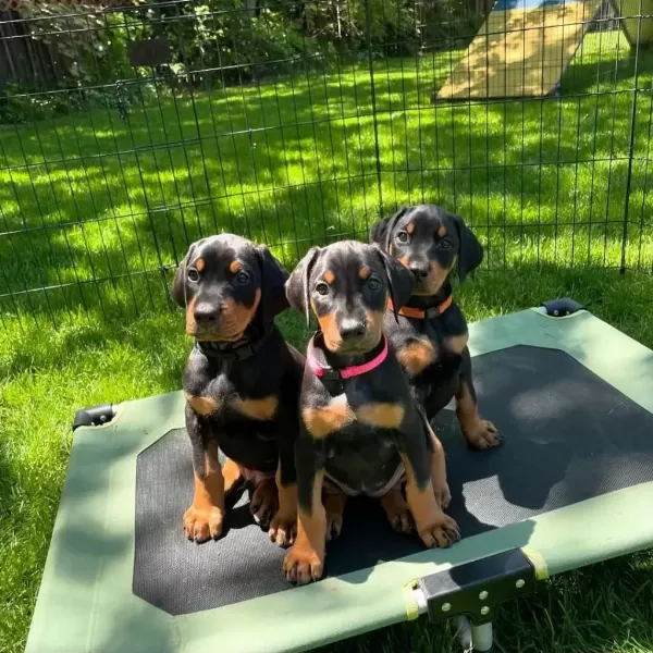 Türkiyenin En Güvenilir Çiftliğinden Doberman Bebekler