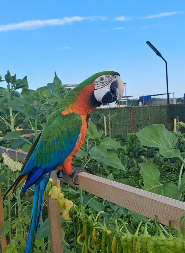 El Besleme 11 Aylık İnsan Canlısı Macaw