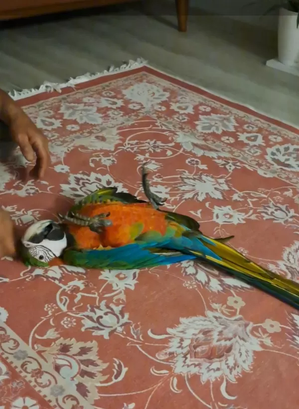 El Besleme 11 Aylık İnsan Canlısı Macaw