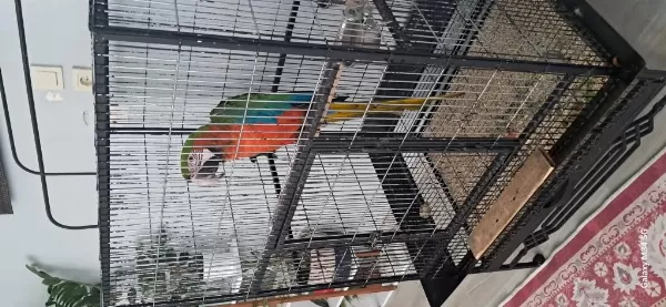 El Besleme 11 Aylık İnsan Canlısı Macaw