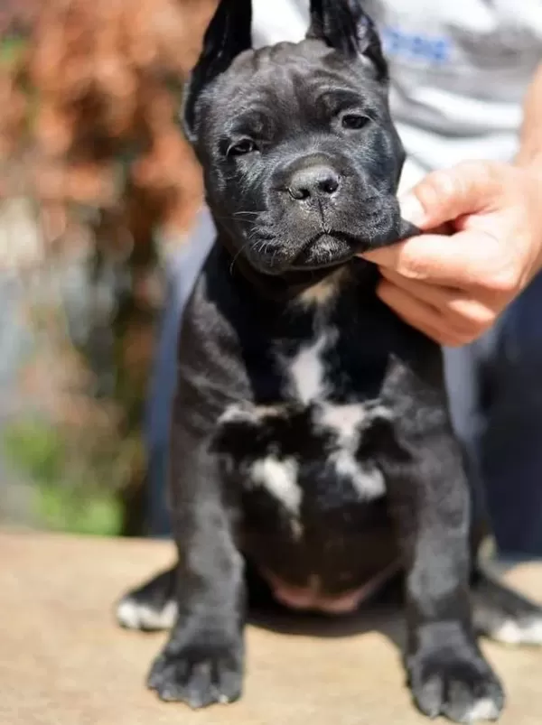 Türkiyenin En Güvenilir Çiftliğinden Rottweiler Bebekler