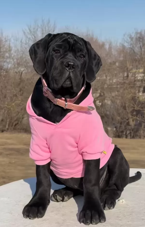 Türkiyenin En Güvenilir Çiftliğinden Rottweiler Bebekler