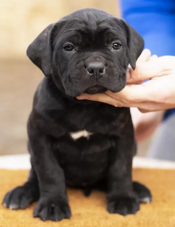 Türkiyenin En Güvenilir Çiftliğinden Rottweiler Bebekler