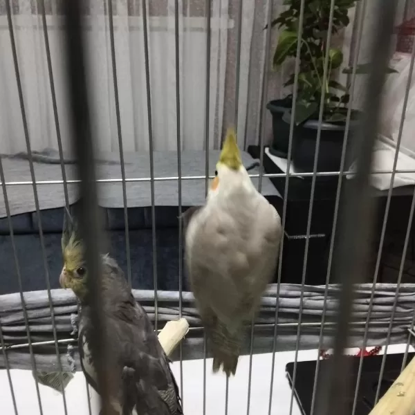 4 5 Aylık Sultan Papağanlar Ele Alışık