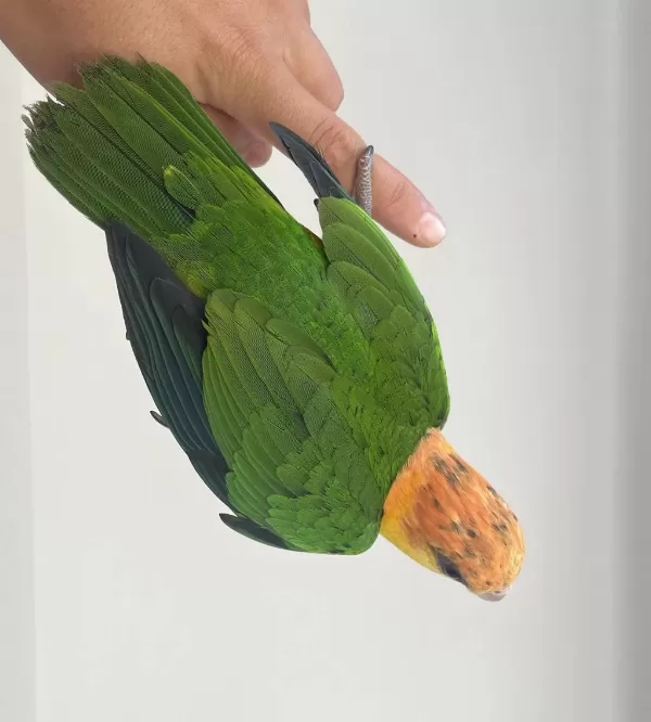 Sağlıklı Dişi Kayik Papağani
