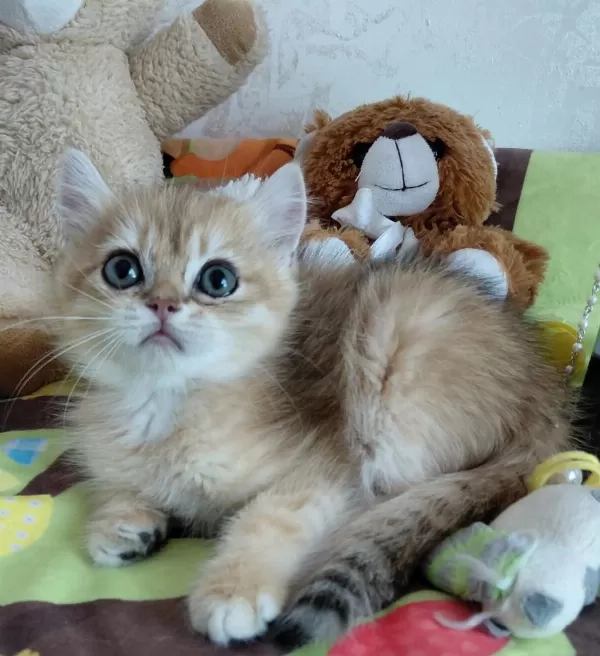 Safkan British Shorthair Yavrular