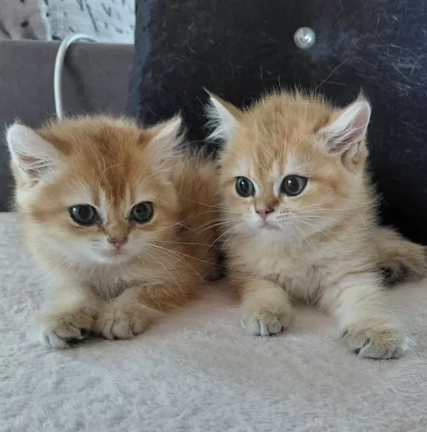 Safkan British Shorthair Yavrular