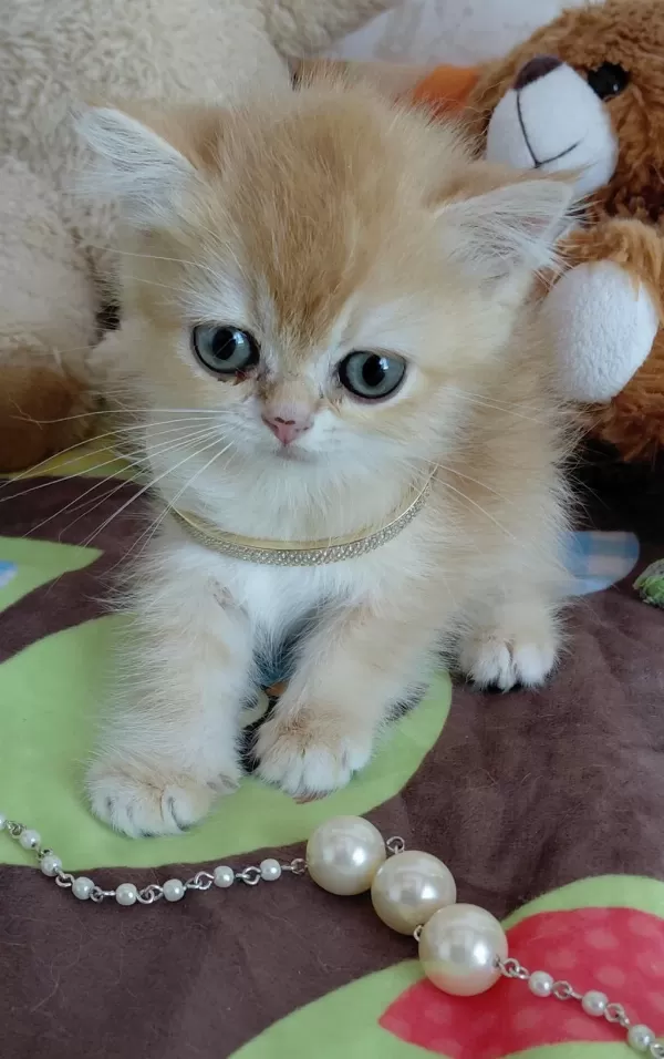 Safkan British Shorthair Yavrular