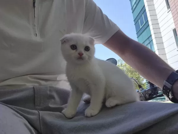 Safkan Scottish Fold Shorthair (white)