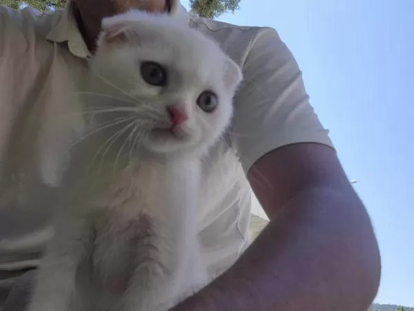Safkan Scottish Fold Shorthair (white)