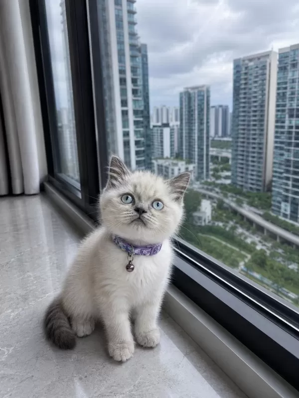 British Shorthair Blue Point Silver Point