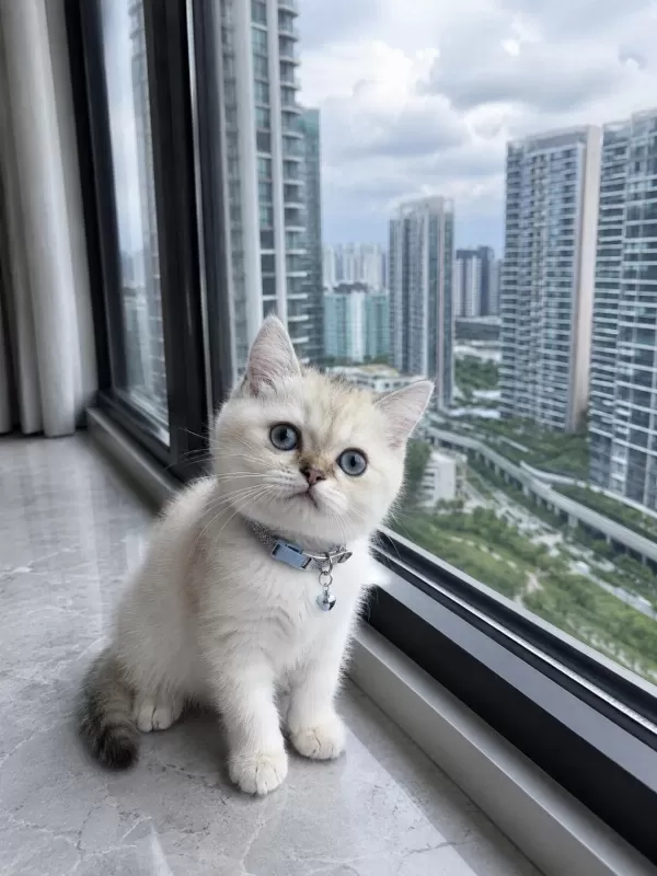 British Shorthair Blue Point Silver Point