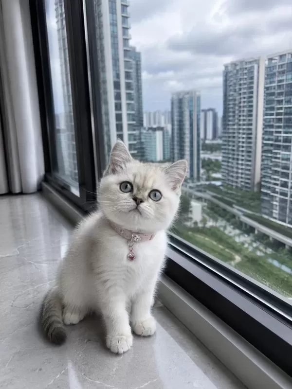 British Shorthair Blue Point Silver Point