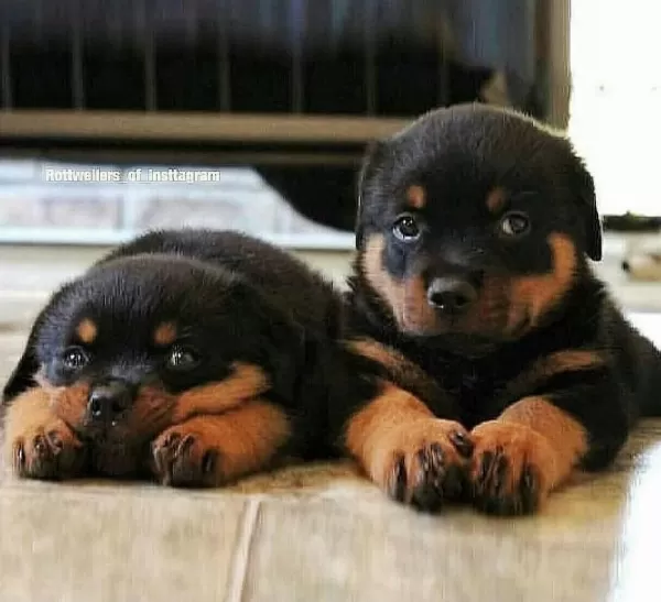Evinizin Neşesi Rottweiler Bebişler Her Yere Kapıda Öde