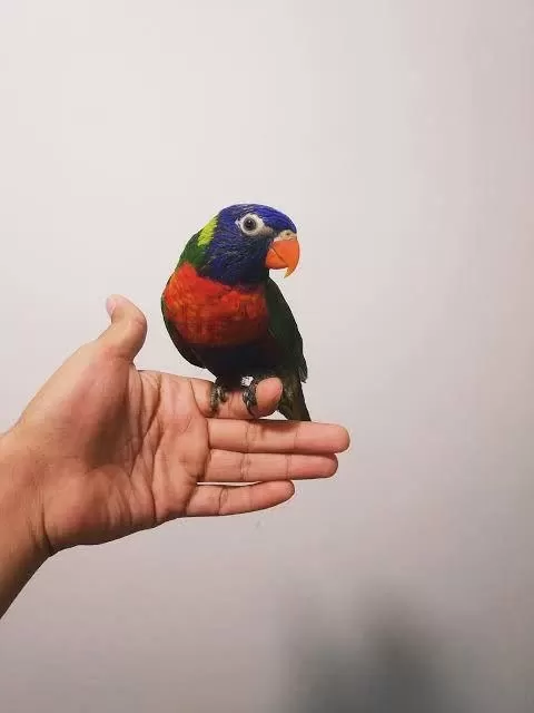 Ele Kola Alışkın Full Evcil Lori Papağanı