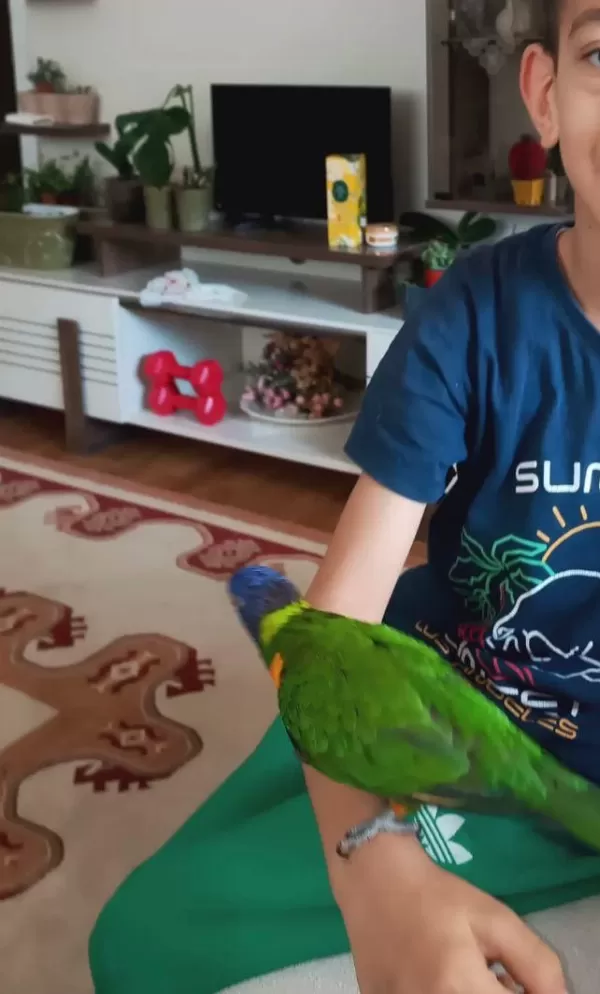 Ele Kola Alışkın Full Evcil Lori Papağanı