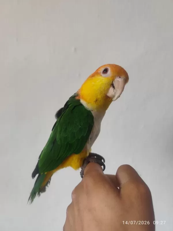 Full Evcil Konuşan Caique