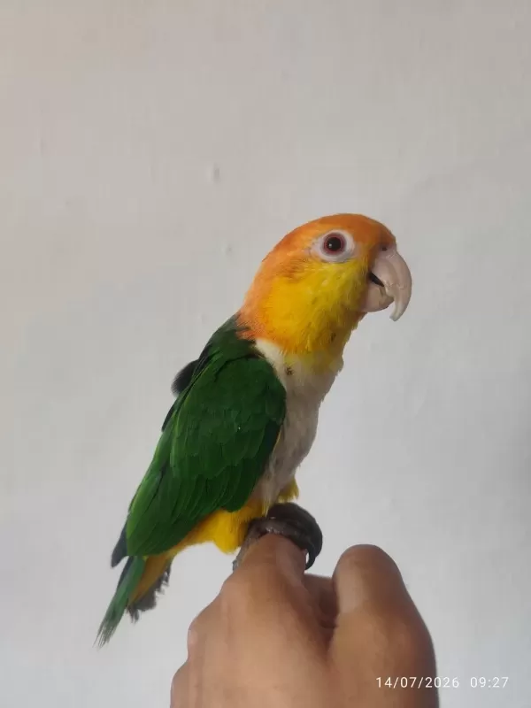Full Evcil Konuşan Caique