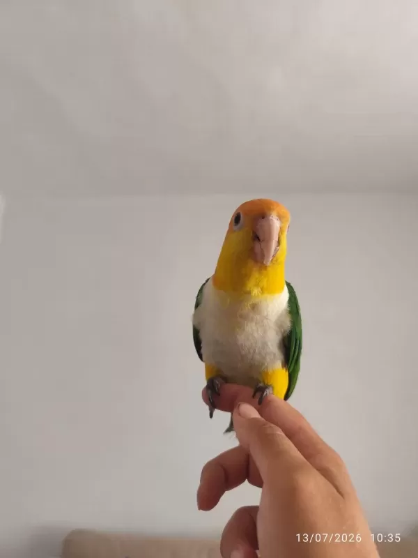 Full Evcil Konuşan Caique