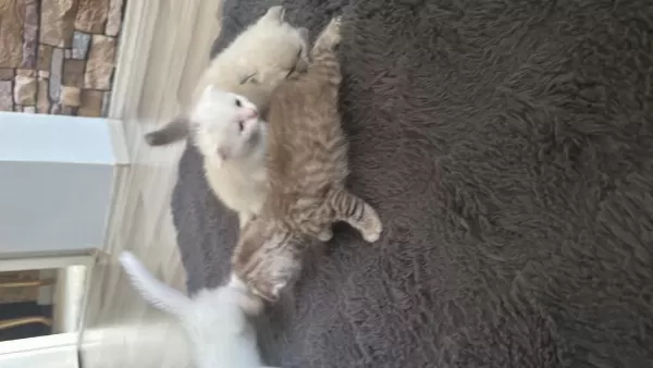 Safkan Scottish Fold Kediler