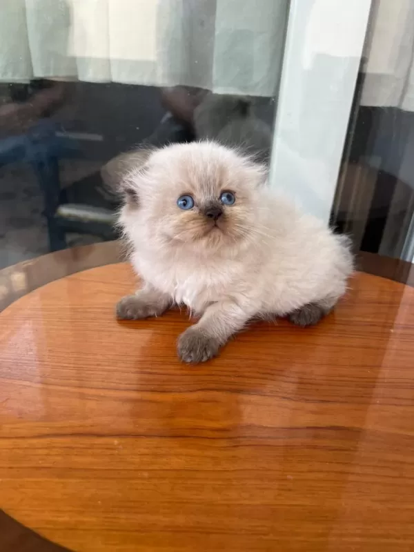 British Longhair Kediler