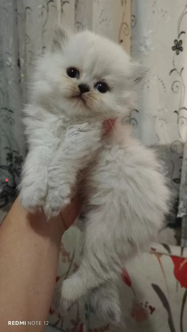 British Longhair Kediler
