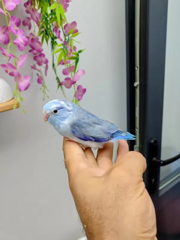 Sağlıklı Forpus Bebekler