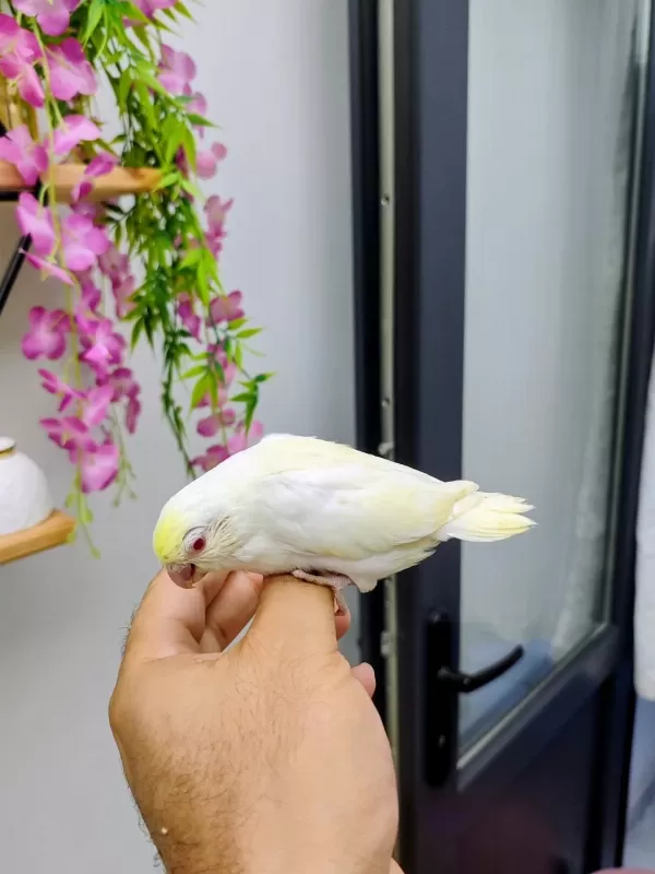 Sağlıklı Forpus Bebekler