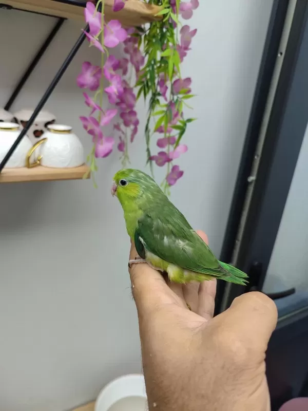 Sağlıklı Forpus Bebekler