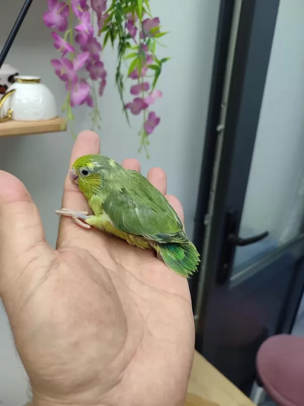 Sağlıklı Forpus Bebekler
