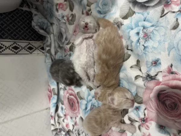 Kedilerimizi Rezerve İçin Açıklamayı Oku
