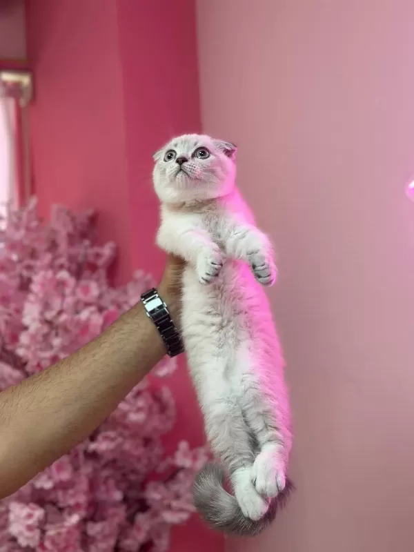 Aşili Tuvalet Egitimli Scottish Fold Bebeklerimiz