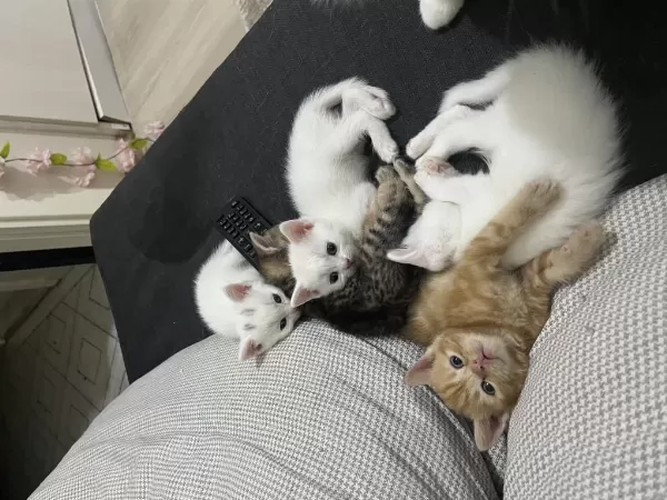 Yeni Doğmuş Küçük Yavru Kediler