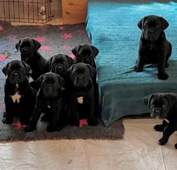 Evinizin Neşesi Cane Corso Bebişler Her Yere Kapıda Öde