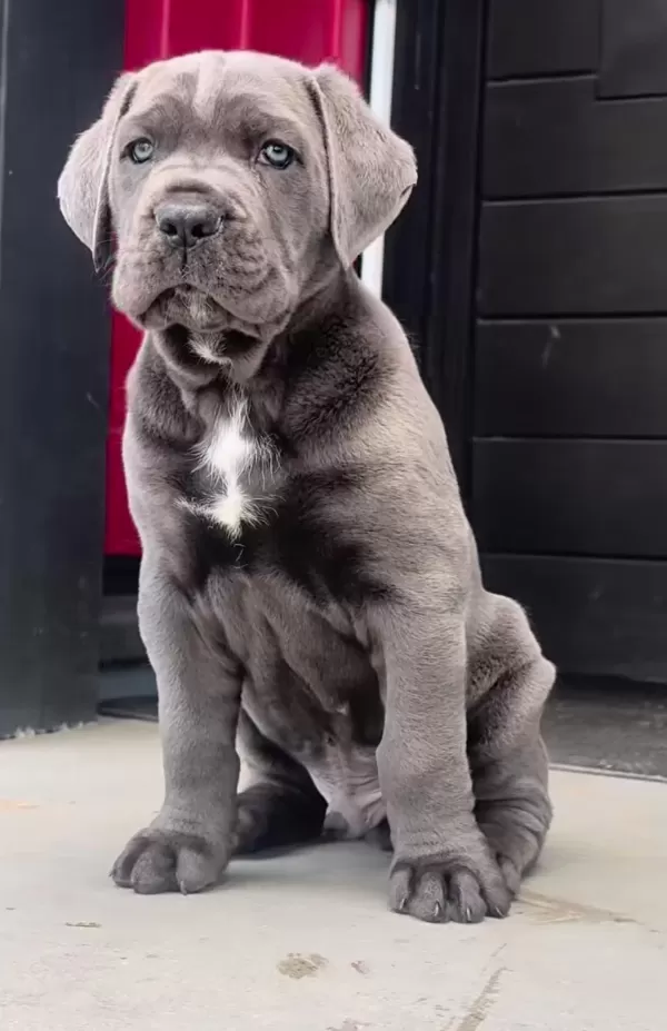 Evinizin Neşesi Cane Corso Bebişler Her Yere Kapıda Öde