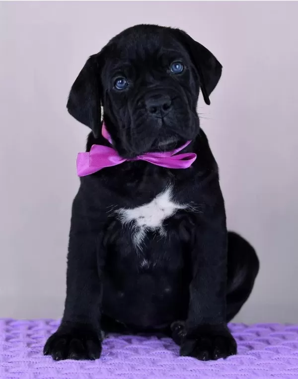 Evinizin Neşesi Cane Corso Bebişler Her Yere Kapıda Öde