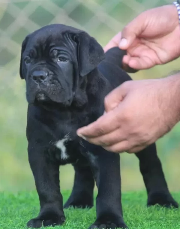 Evinizin Neşesi Cane Corso Bebişler Her Yere Kapıda Öde