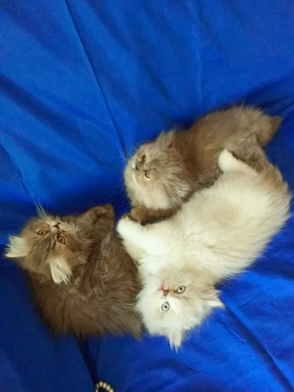 Renkli Şeker Kediler