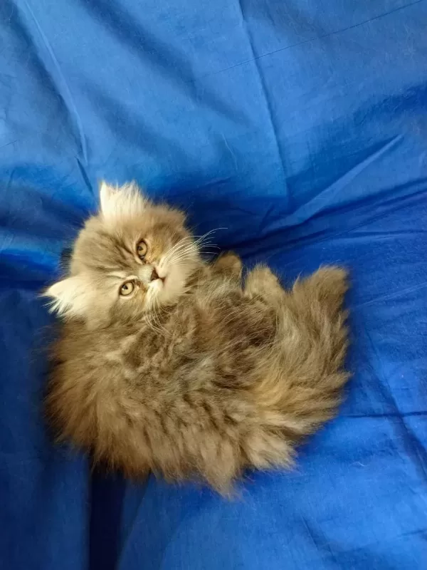 Renkli Şeker Kediler