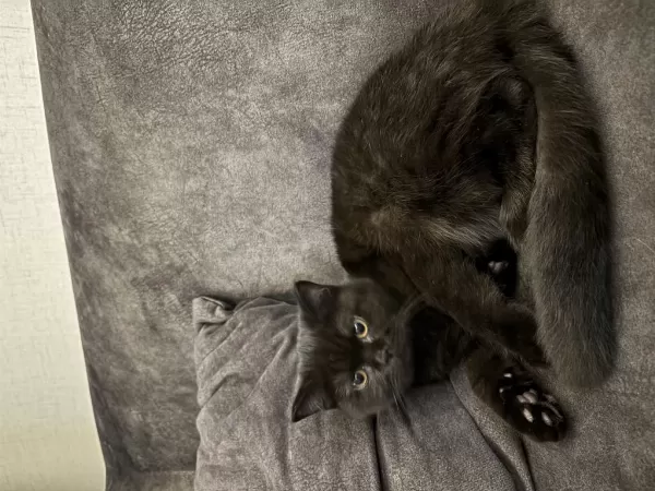 Ücretsiz Erkek British Shorthair
