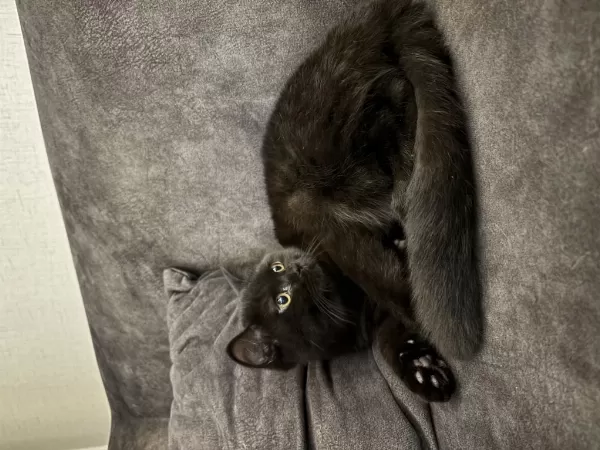 Ücretsiz Erkek British Shorthair
