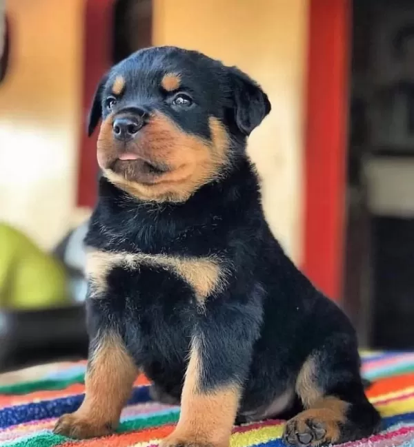 İyisi Değil En İyisi Rottweiler Kapıda Ödeme Mevcuttur