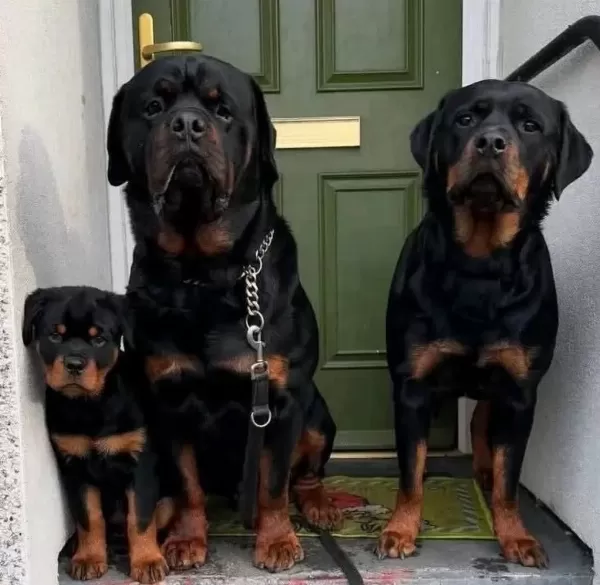 İyisi Değil En İyisi Rottweiler Kapıda Ödeme Mevcuttur