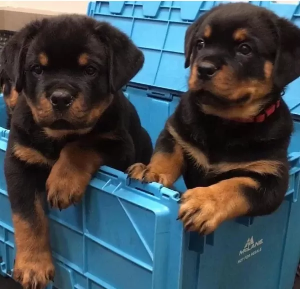 İyisi Değil En İyisi Rottweiler Kapıda Ödeme Mevcuttur