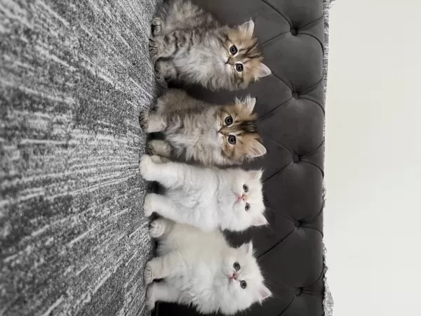 British Longhair Yavrularımız 50 Günlük