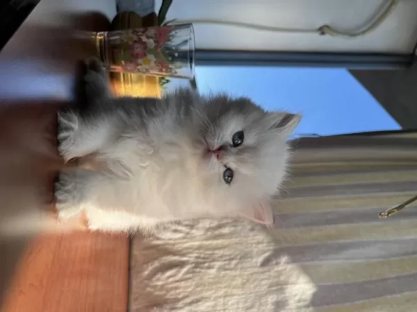 British Longhair Yavrularımız 50 Günlük