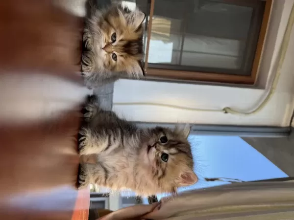 British Longhair Yavrularımız 50 Günlük