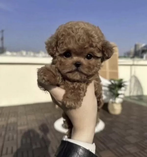 Harika Toy Poodle Yavrusu