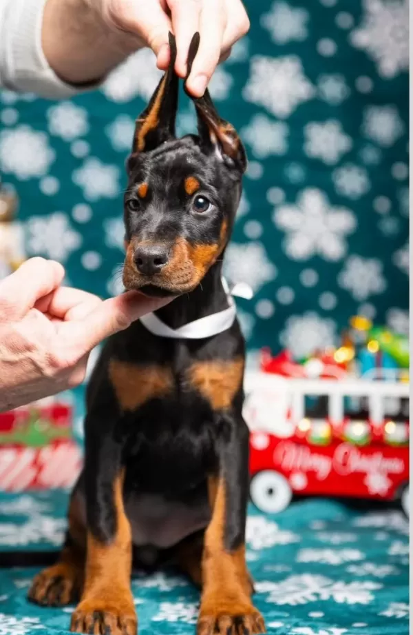 İyisi Değil En İyisi Doberman Kapıda Ödeme Mevcuttur